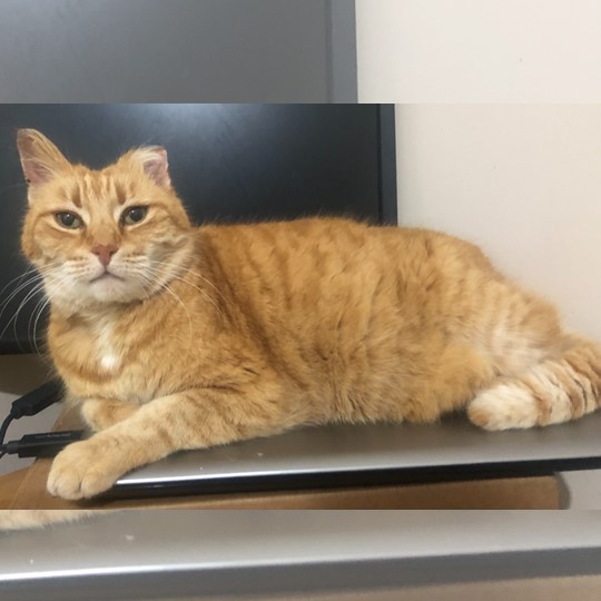 Sari cat lost 24 sept